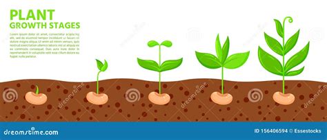 Plant Seed Growth Stages Eco Sprout Vector Banner Stock Vector