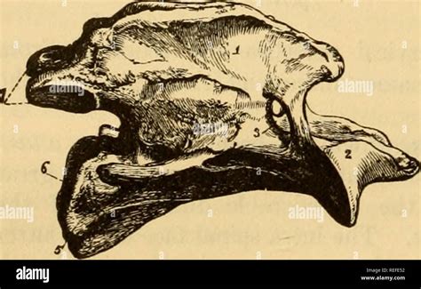 Inferior Articular Process High Resolution Stock Photography and Images