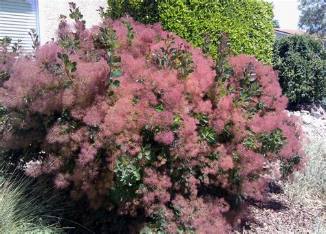 These flowering shrubs bloom with clusters of flowers in spring, and they produce both red fall foliage and blue berries in fall. 35 best Drought Resistant & Deer Resistant Plants for ...