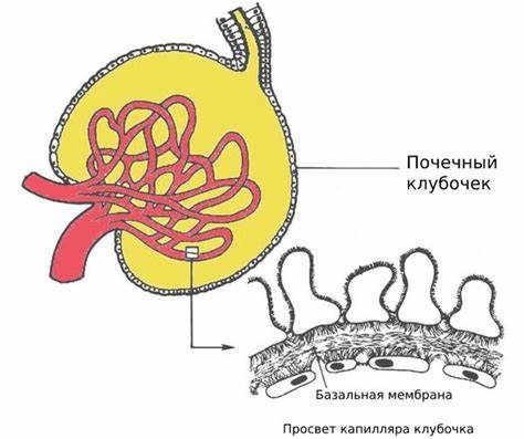 Диета при метаболическая нефропатия Диабетическая нефропатия: причины, симптомы и лечение в статье Диабетическая нефропатия: причины, симптомы и лечение в статье Диета при метаболическая нефропатия