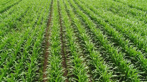 How Many Rows Of Corn Do I Need To Plant Laptrinhx News