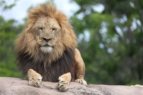 Seneca Park Zoo To Reopen This Week