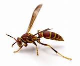 What Is A Paper Wasp Images
