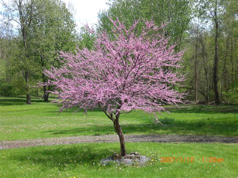 American Red Bud In Spring Bloom Ny Fast Growing Shade Trees