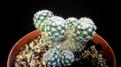 Cactus plants, mini cactus, landscape plants, low water plants, desert plants, easy care plants, collectors cactus. Botanic - Cactus varieties names - YouTube