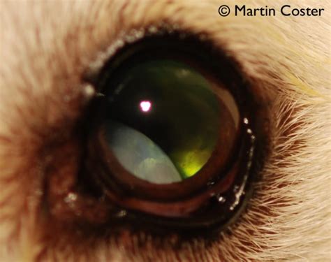 Lens Instability Luxationsubluxation In The Dog And Cat Mspca Angell