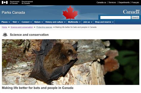 Canadian Partners In The Protection Of Bats Healthy Wildlife