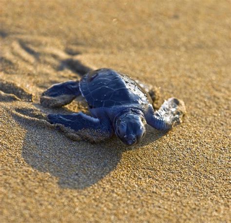 The Hawksbill Turtle Snsh