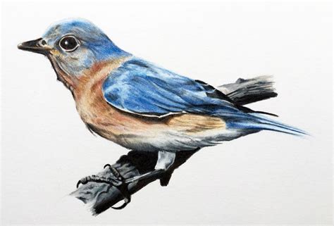 Https://tommynaija.com/draw/how To Draw A Bird With Colored Pencils