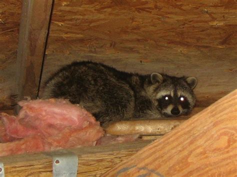 Raccoon Photograph 030 They Went Right Into The Attic