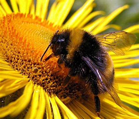 Bumblebee Breath For Kids The Kids Yoga Resource