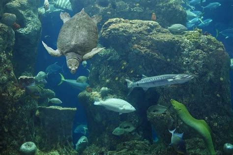 South Carolina Aquarium Admission In Charleston Harbor 2023