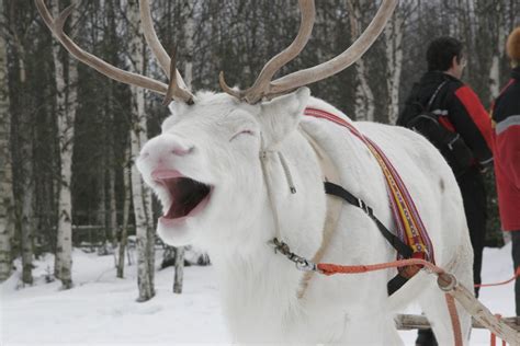 Husky Ride And Reindeer Feeding Experience In The National Park From