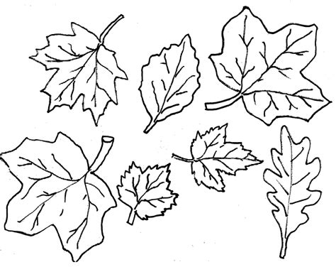 This makes a great classroom chart or notebooking reference chart. Leaves Coloring Pages Printable - Coloring Home
