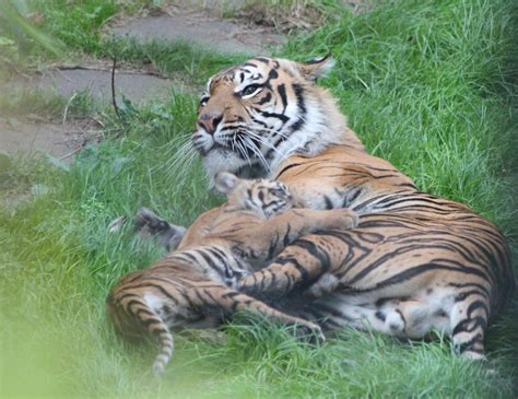 Sumatran Tiger Fabi With Cub Zoochat