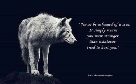 Wise Wolf Quotes Quotesgram By Quotesgram Wisdom Quotes True Quotes