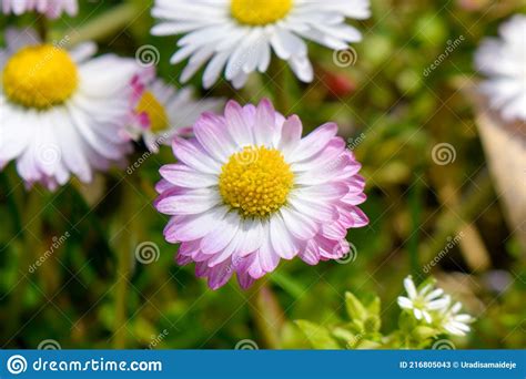 Daisys In The Spring Close Up Flowers Nature Stock Image Image Of