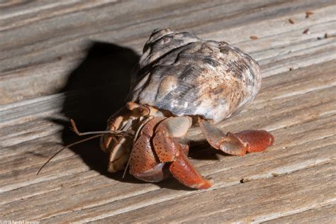 caribbean hermit crab coenobita clypeatus spanglers scuba
