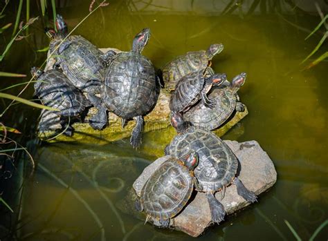 Red Eared Pond Slider Turtles On A Log Enjoying The Sun In A River In