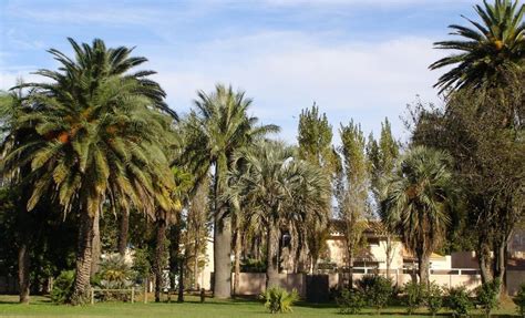 The species is widely cultivated across northern africa, the middle east, and south asia, and is naturalized in many tropical and subtropical regions worldwide. Buy Date Palms #BuyDatePalmTrees RealPalmTrees.com # ...