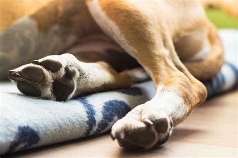 Fratura Em Cachorro Casos Mais Comuns E Tratamentos Fisio Care