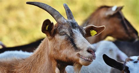 21 Types Of Goats Popular Goat Breed Pictures