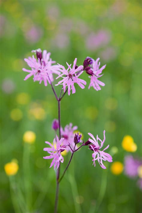 Ragged Robin Lychnis Flos Cuculi In Flower Growing In A Wildflower Meadow In Summer England Uk