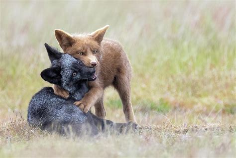 Brown And Black Fox Kit Hug Photograph By Max Waugh Pixels
