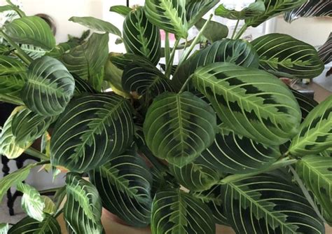 How To Care For A Prayer Plant Maranta With Pictures Smart Garden