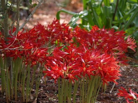 Worklife is about to take a huge chunk out of my time, but i am going to wrestle some time back over the next few days because the. Oxblood Lilies Mark Back to School and Hurricane Season ...