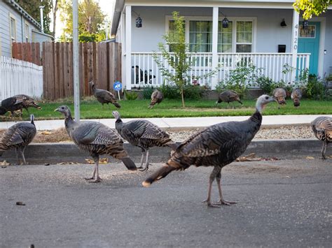California Turkeys Will Likely Trot North As Climate Warms But May Not