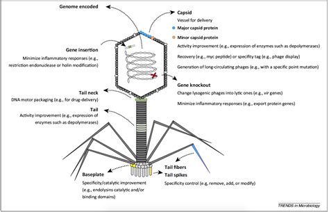 It was discovered by esther lederberg in 1950. microBIO: Fagoterapia, ¿emplear virus como alternativa a ...
