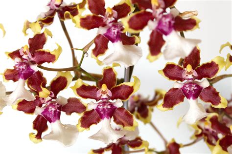 How To Grow And Care For Oncidium Orchids