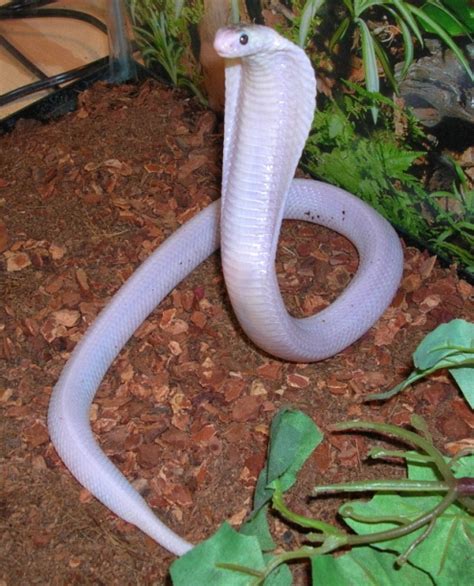 Photo Gallery Elapids Venomoid Leucistic Monocled Cobra