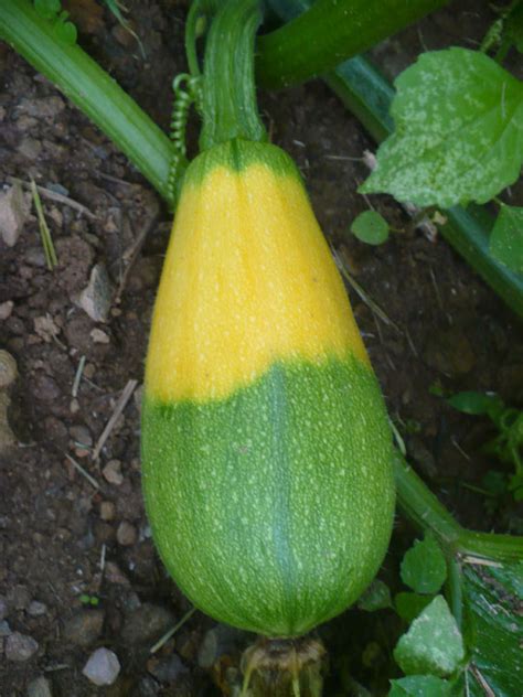 Can You Eat Cross Pollinated Squash