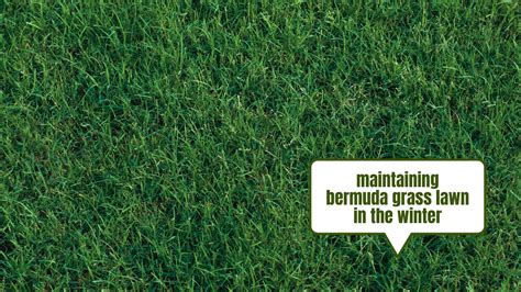 Bermuda Grass In Winter Proper Lawn Care Guide