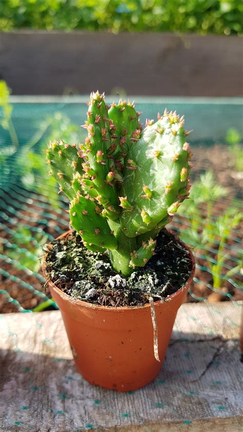 Cacti Identification — Bbc Gardeners World Magazine