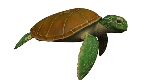 Highresolution Loggerhead Turtle Png