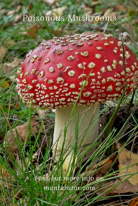 Most Poisonous Mushrooms