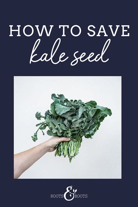 How To Save Kale Seed And Why I Probably Wont Do It Again Yankee