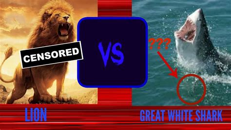 The shark can be seen splashing around in the water before parts of the slaughtered animals bob up near the tourists. GREAT WHITE SHARK vs LION!!! - YouTube