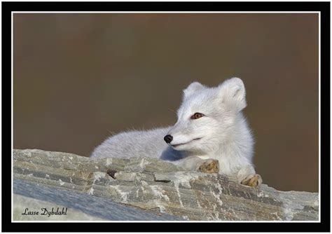 Lasses Naturfoto Fjellrev Vulpes Lagopus Arctic Fox