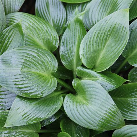 Buy Plantain Lily Hosta Devon Green Delivery By Waitrose Garden In
