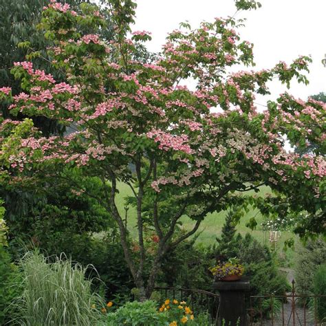Plus, they'll grow outdoors as well as they do inside a container, making it possible to grow your own coconuts, even if you live up north. Cornus kousa 'Satomi' from Neil Vanderkruk Holdings Inc.