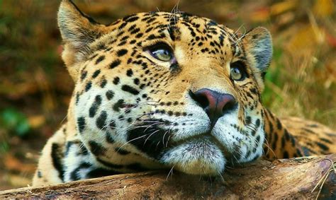 Wild Animal Wallpapers Animal Kingdom Desktop Images