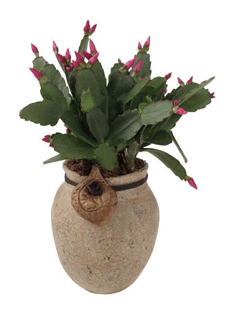 In most cases it should be. How Often Should I Water My Christmas Cactus? | Cactus ...