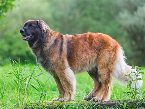 30 Unique Dog Breeds Youve Never Heard Of—until Now