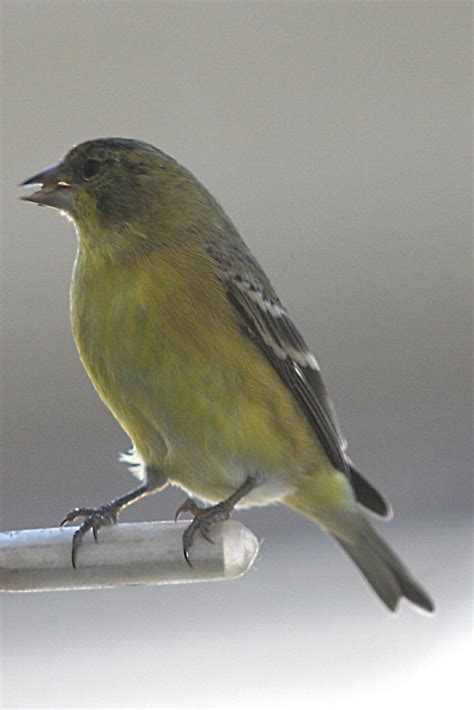 Lesser synonyms, lesser pronunciation, lesser translation, english dictionary definition of lesser. Texas Naturalist's Notes by Bill Reiner: Goldfinches and ...