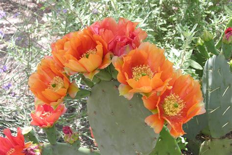 Unlike most cacti cactus prefers not to heat and moderate air temperature without large fluctuations. Pix For > Prickly Pear Cactus Flower | Prickly pear ...