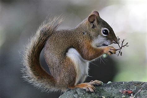 Red Squirrel Eating Berries Photograph By Linda Crockett